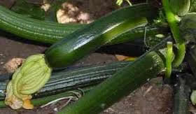 southern-cooking-zucchini